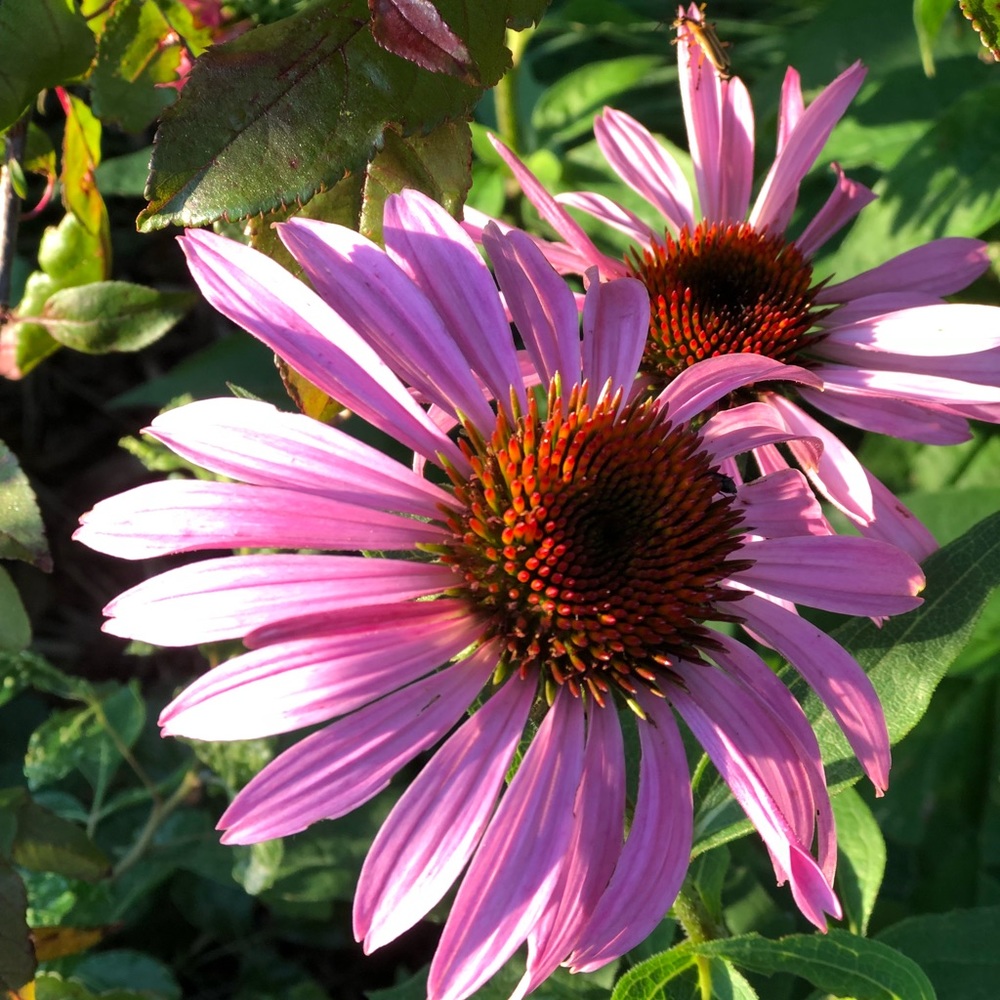 Meet your Posher, Jordan